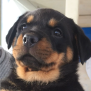 whatsroccodoing#5772's avatar