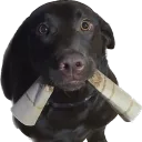ddwili