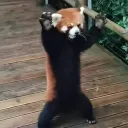 yokixo
