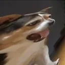 ptinosq