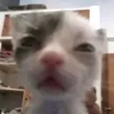 janvr
