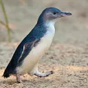 hopefulpenguin