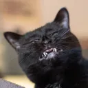 twoshea