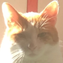 avatar DocTheFox🦊