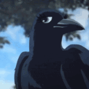 davrincrows