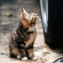 catnyangi