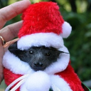 avatar apfelstreusel