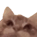 zorgbravle