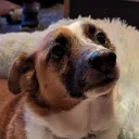 cmdrobvious
