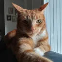 _aoj
