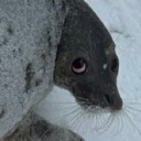 avatar ✓iolessence