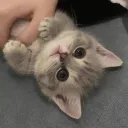 meowamymeow