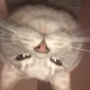 gure_maro