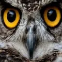 rebelnightowl