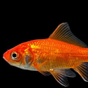 maurice_le_poisson avatar