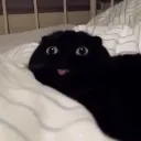 nokota