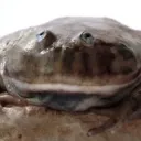 anomonn