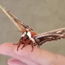 gachaplaceholder