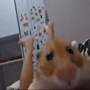 cosmicpegasus