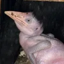 queerflamigo