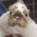 mega_bunny
