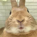 mega_bunny