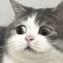 stanisgrox