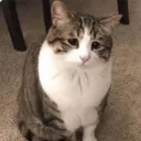 politecatto