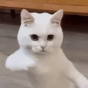 protoxeu