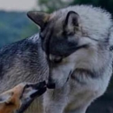 avatar Farseer Selna