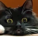 catapooh