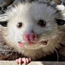 criatak