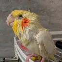 giacovie