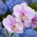 orchid_enthusiast