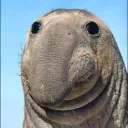 dubberdon