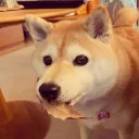dogerinoo