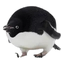 emil_sg