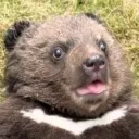 bobchan