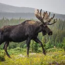 melvinthemoose
