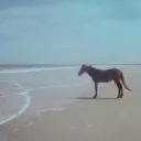casdeya