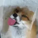 cptrainbowfox