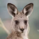 0xkangaroo
