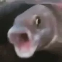 arenraug