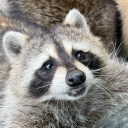 avatar Raccoon