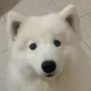 paiwyr