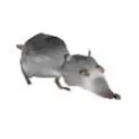 the.rat.king