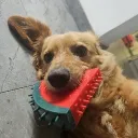 spoonak