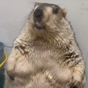 avatar fat marmot
