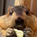 avatar fat marmot