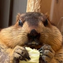 avatar fat marmot